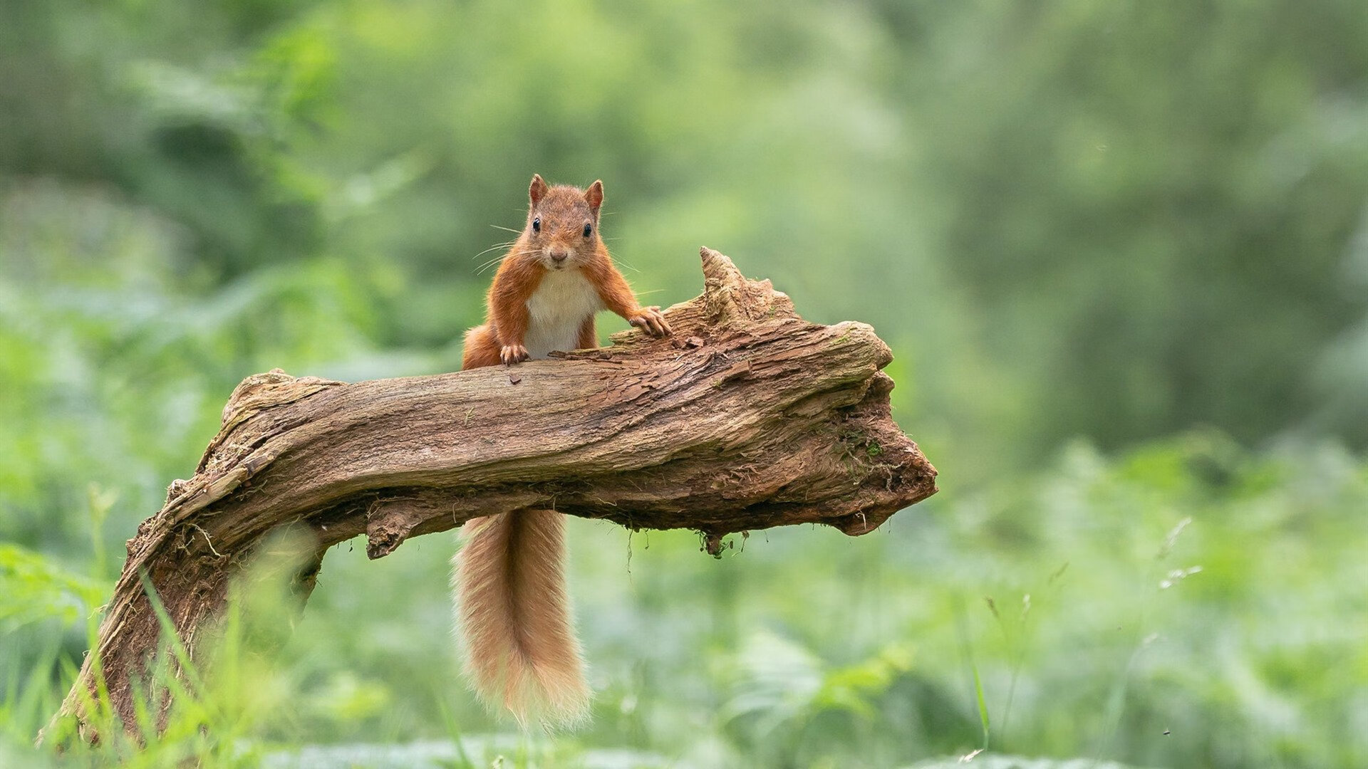 “法甲决战一触即发，冠军归属悬念重重”，法甲冠军次数排名最新
