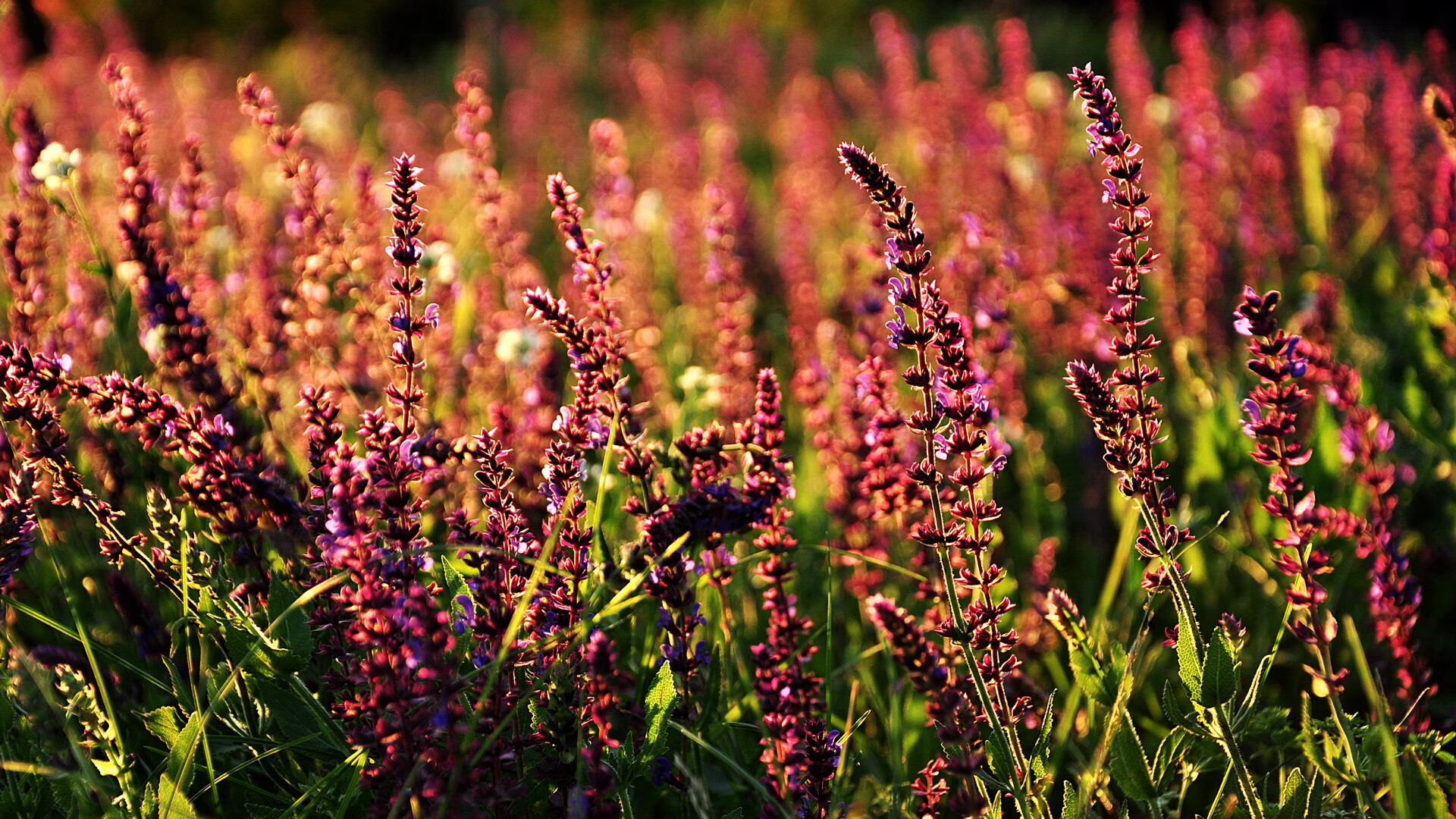 《电竞赛事现场纪实:记者带你一探究竟》,电竞赛事看点