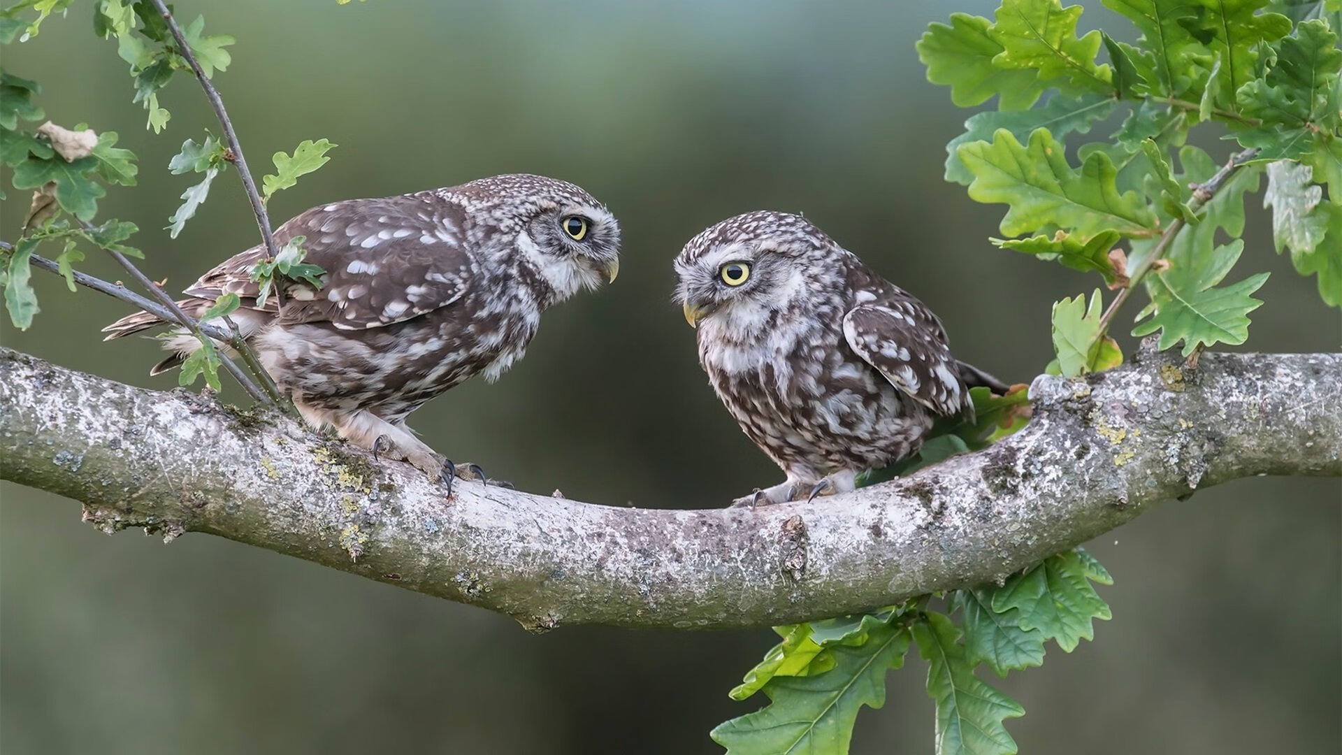 爱游戏官方网站-失误之殇：上海队全场20次失误，错失反超良机！，上海队队员