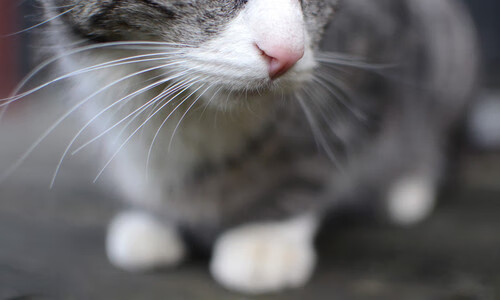 爱游戏中国官方登录入口网站-欧冠凸显的战术帝国：各大豪门的战术精髓，欧战冠军