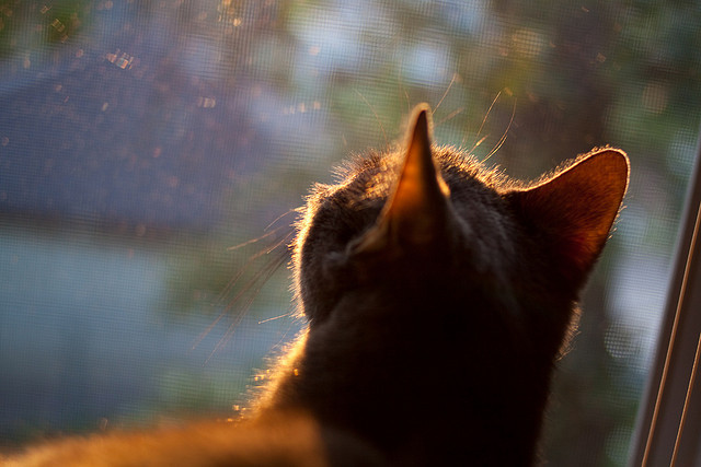 法甲逆转,球迷评论热烈,法甲转会一览