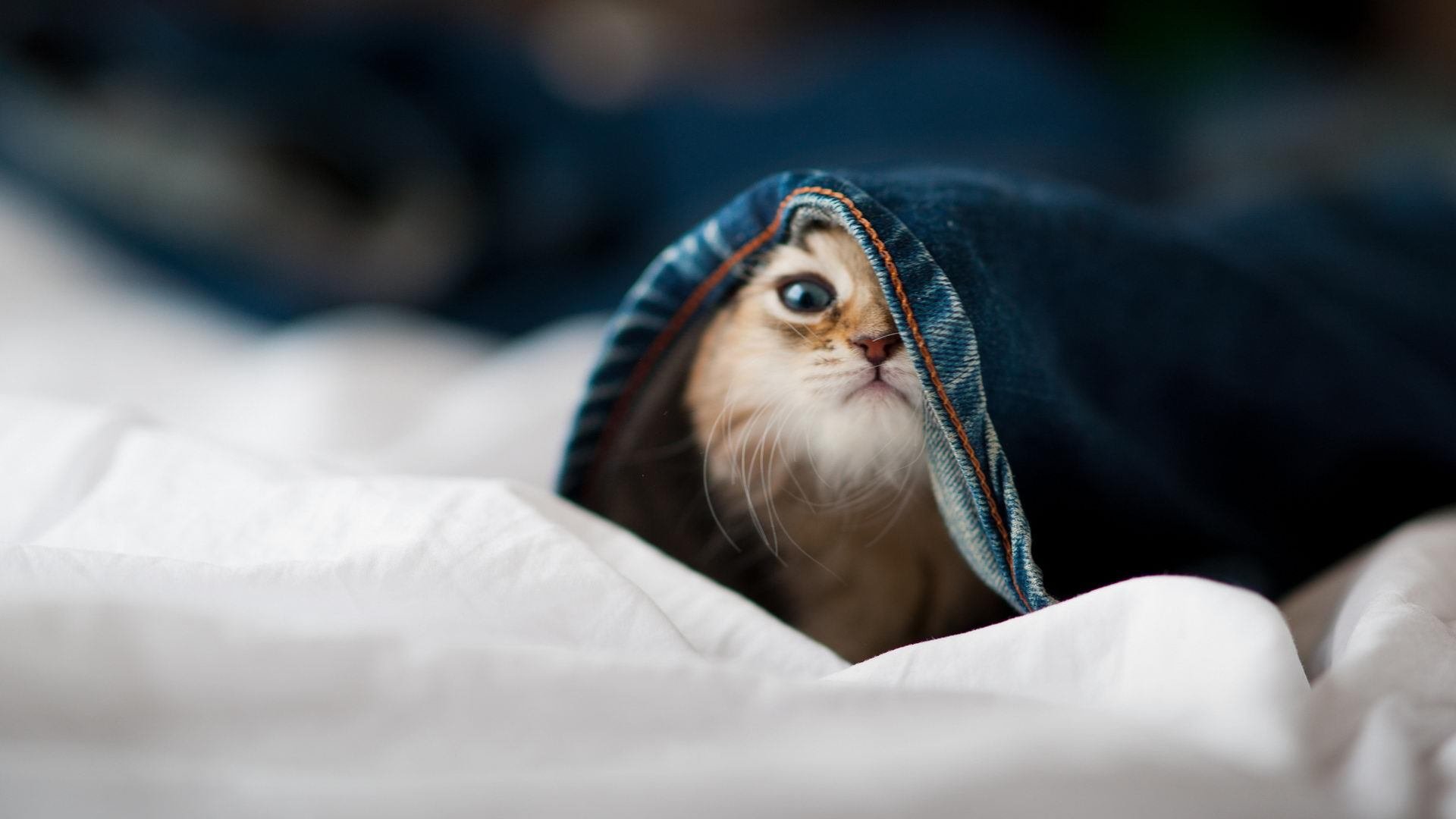 爱游戏体育平台-皇家社会中场组织者引领团队攻势，皇家社会阵型