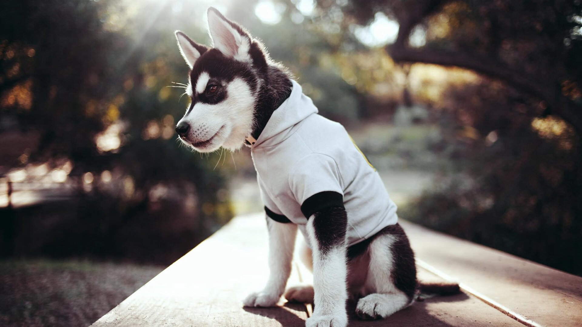 足球赛事衍生产业多元化,文化体育融合新景象,足球体育产业方案