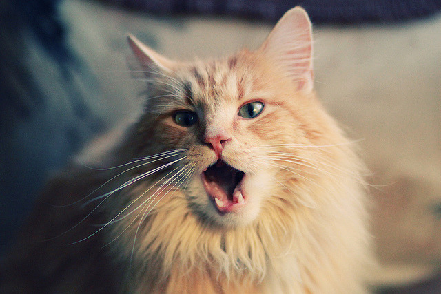 上海大鲨鱼 教练战术布局引热议，上海大鲨鱼新教练