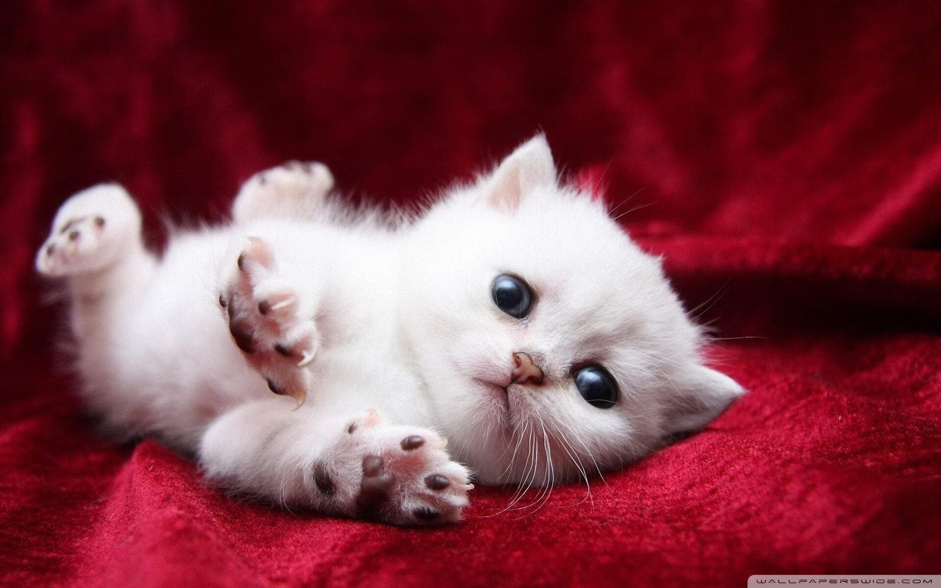 伊朗队前锋洛佩斯在巴黎奥运会上表现出色,洛佩斯转会