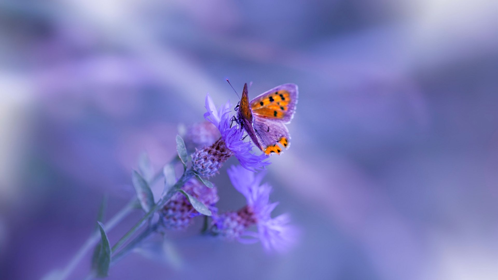 爱游戏 电竞-巴伦西亚客场战平巴伦西亚，遭遇平局，巴伦西亚引援