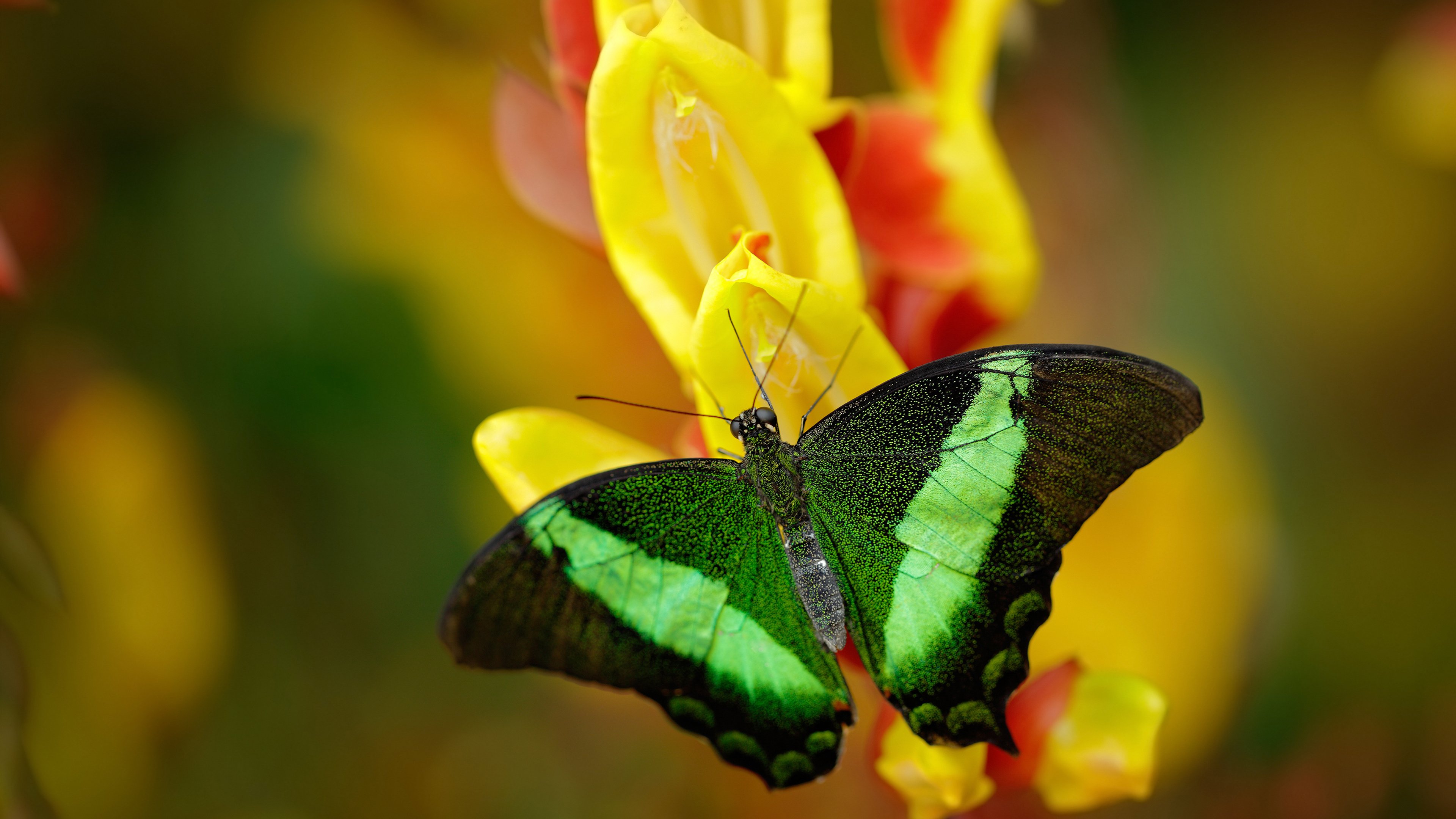 意甲青年队冲刺冠军荣誉，实力逐渐显露，意甲队伍