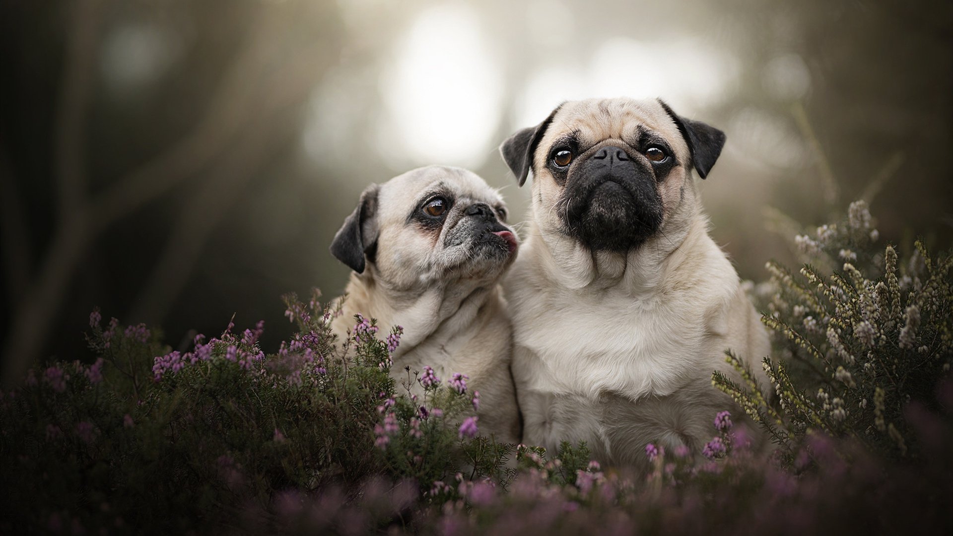 捷克核心功勋无数,立陶宛队痛失胜机,己方优势丧失导致失利实属可惜