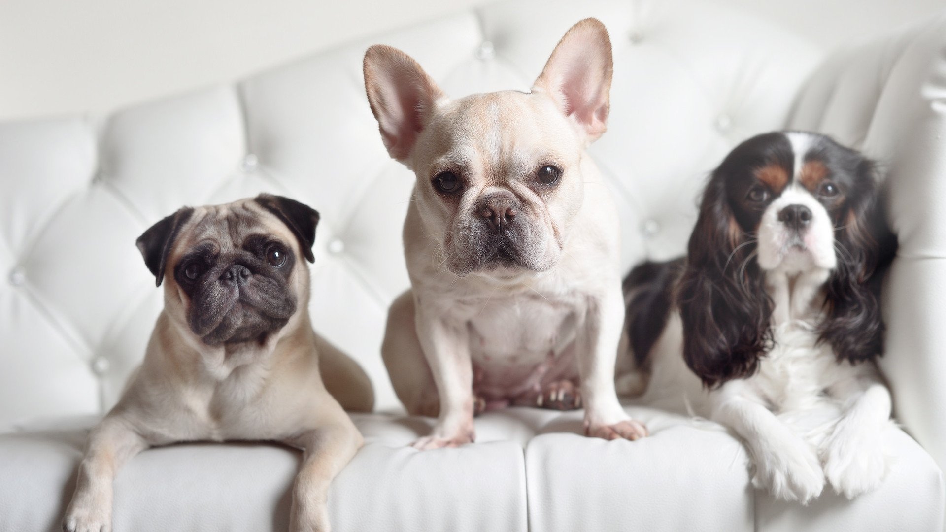 沃尔夫斯堡主场2-0战胜美因茨，状态回暖，沃尔夫斯堡对阵美因茨