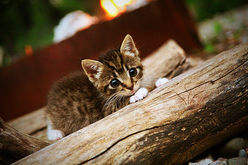 爱游戏体育APP下载-瑞典破英格兰球门，赢得一场惊险胜利，瑞典英格兰比分预测