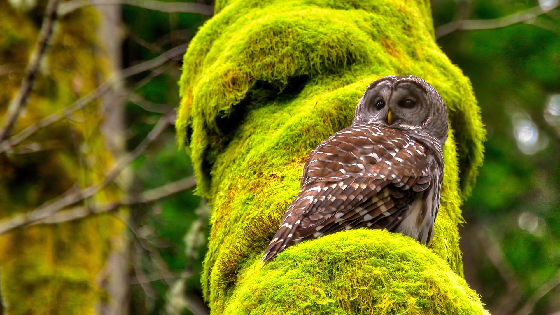 爱游戏中国官方网站平台-皇家马德里在伊斯坦布尔取得胜利，皇家马德里最辉煌时期