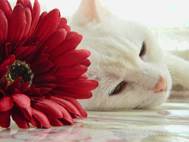 篮球运动员专项技能训练课程体系构建与评估，篮球专项技术