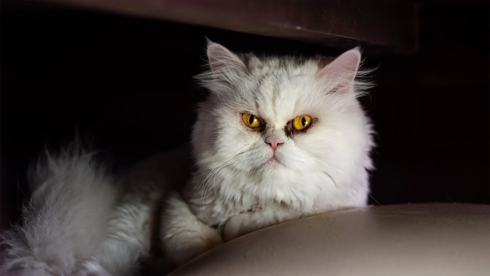 爱游戏app下载-“亚戈·卡尔曼的球场影响力，阿根廷美洲狮队的新星未来无限”