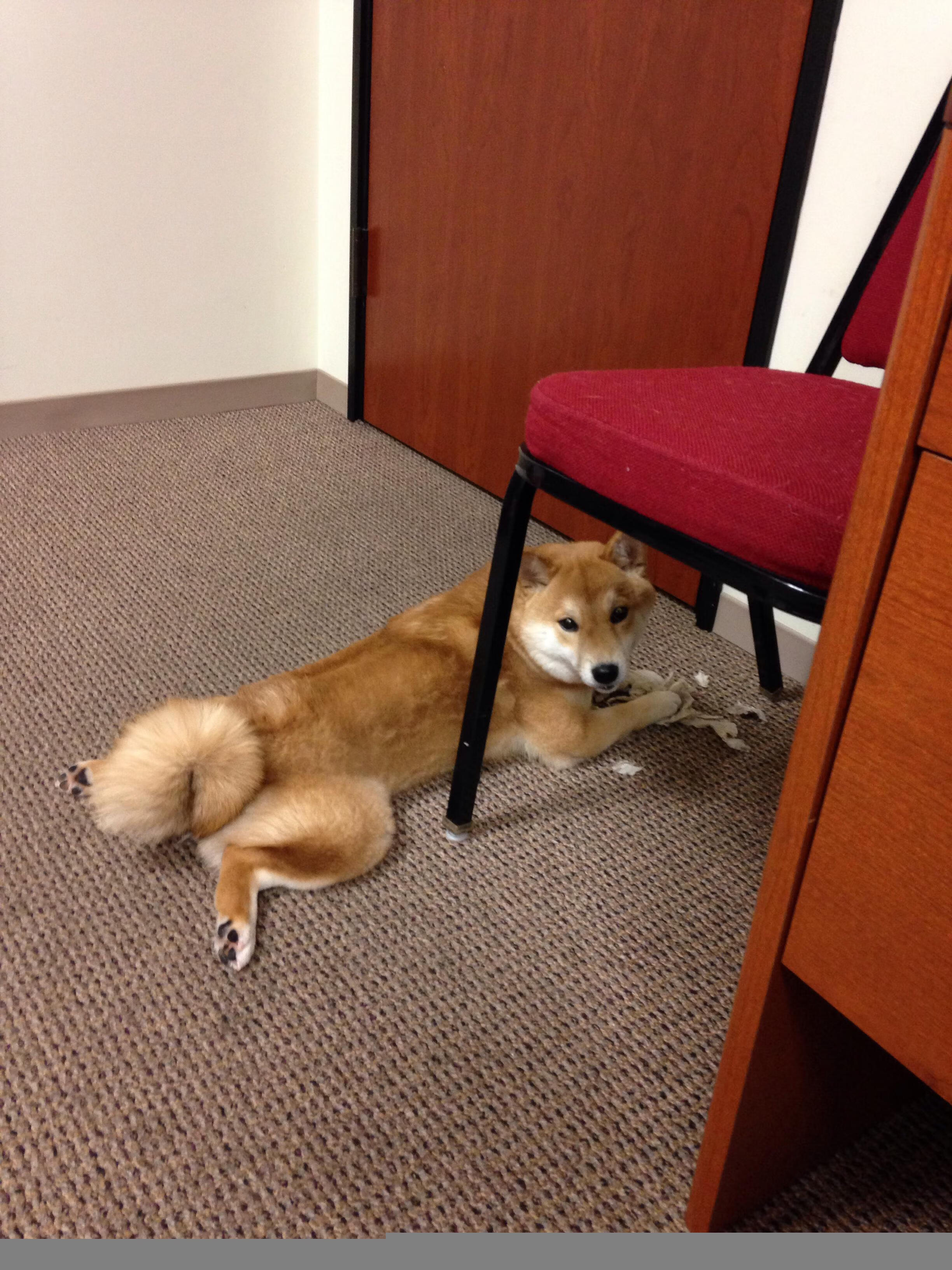 中国足球职业联赛球队伤病防护体系完善,中国足球队受伤