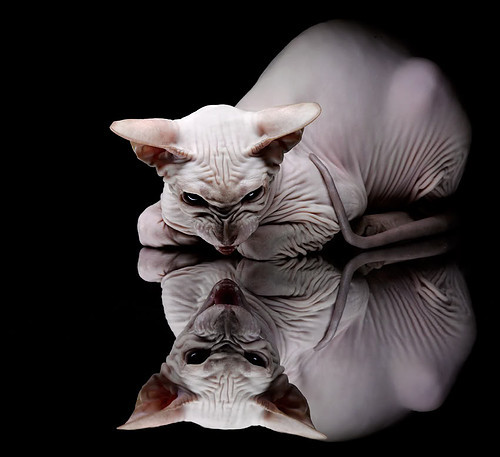 爱游戏体育-布克三分准星回暖太阳主场豪取五连胜，布克三分球大赛记录