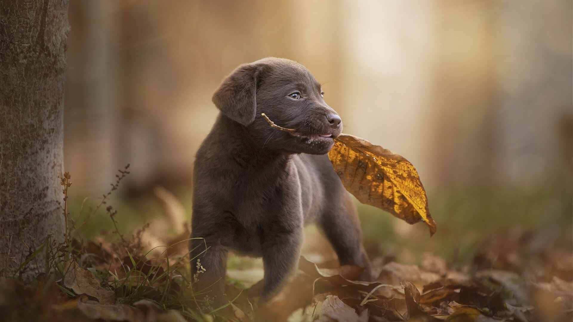 德甲节奏快如闪电:攻守瞬息万变!,德甲intro