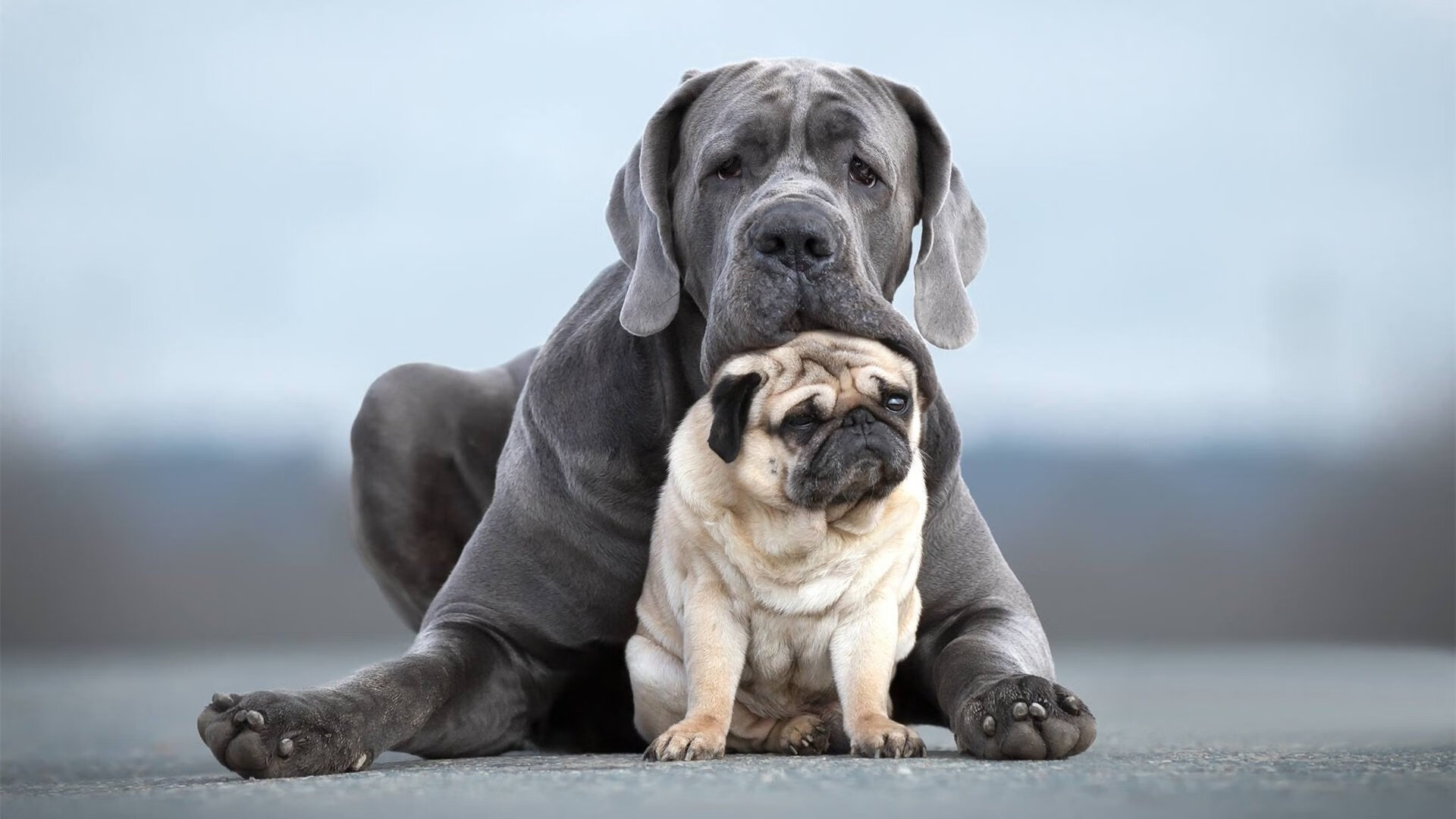 项目间协同发展显著提升整体实力，项目协调主要采用哪些方法